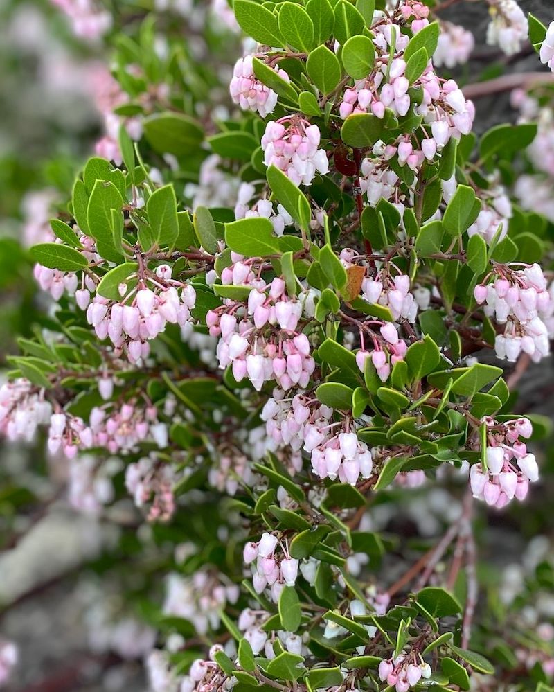 Manzanita (Arctostaphylos species)