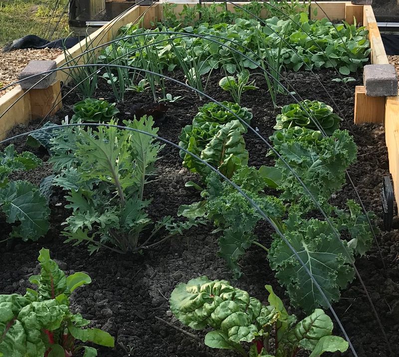 Fine-tune Fertilizer Application Based On Nutrient Readings
