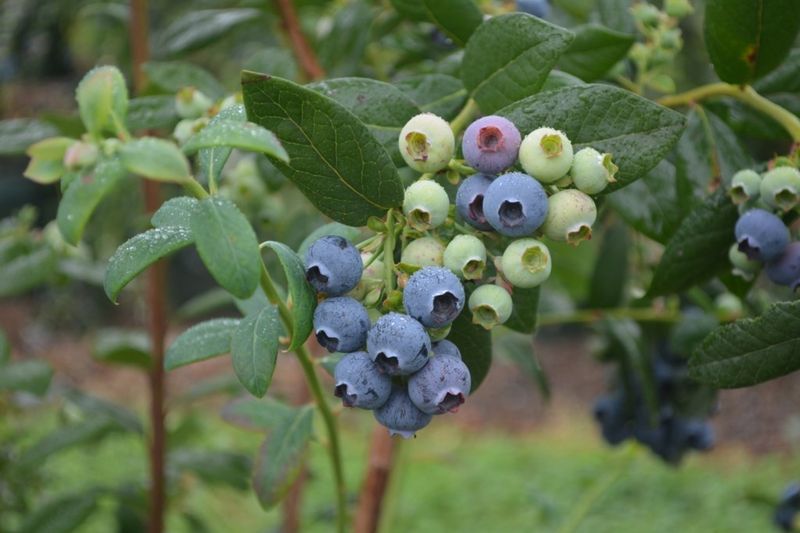 Adjust PH Levels For Blueberry Success