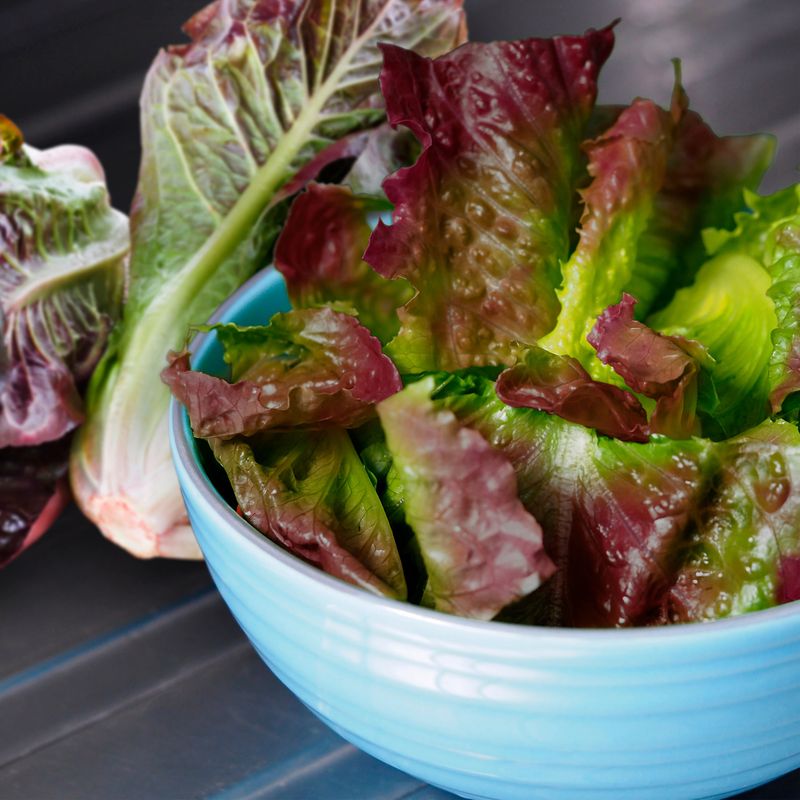Bronze-Tipped Lettuce Varieties For Rich Color