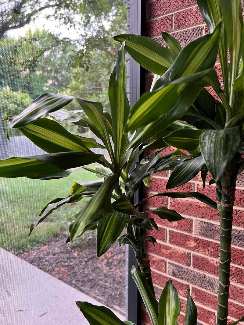 Yucca