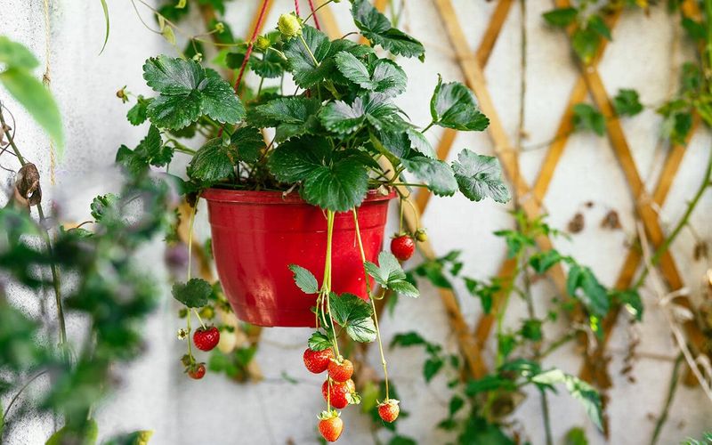Using Hanging Baskets For Strawberries