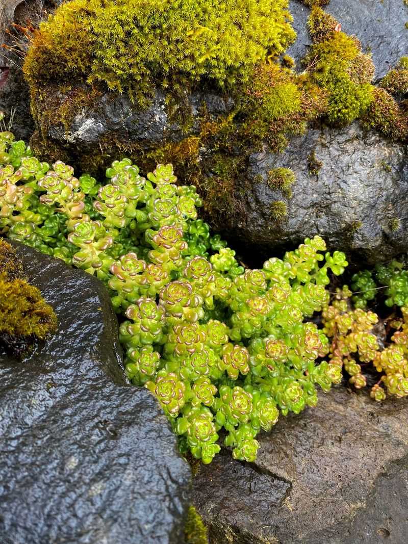 Edge Your Property With Low-Growing Native Sedums