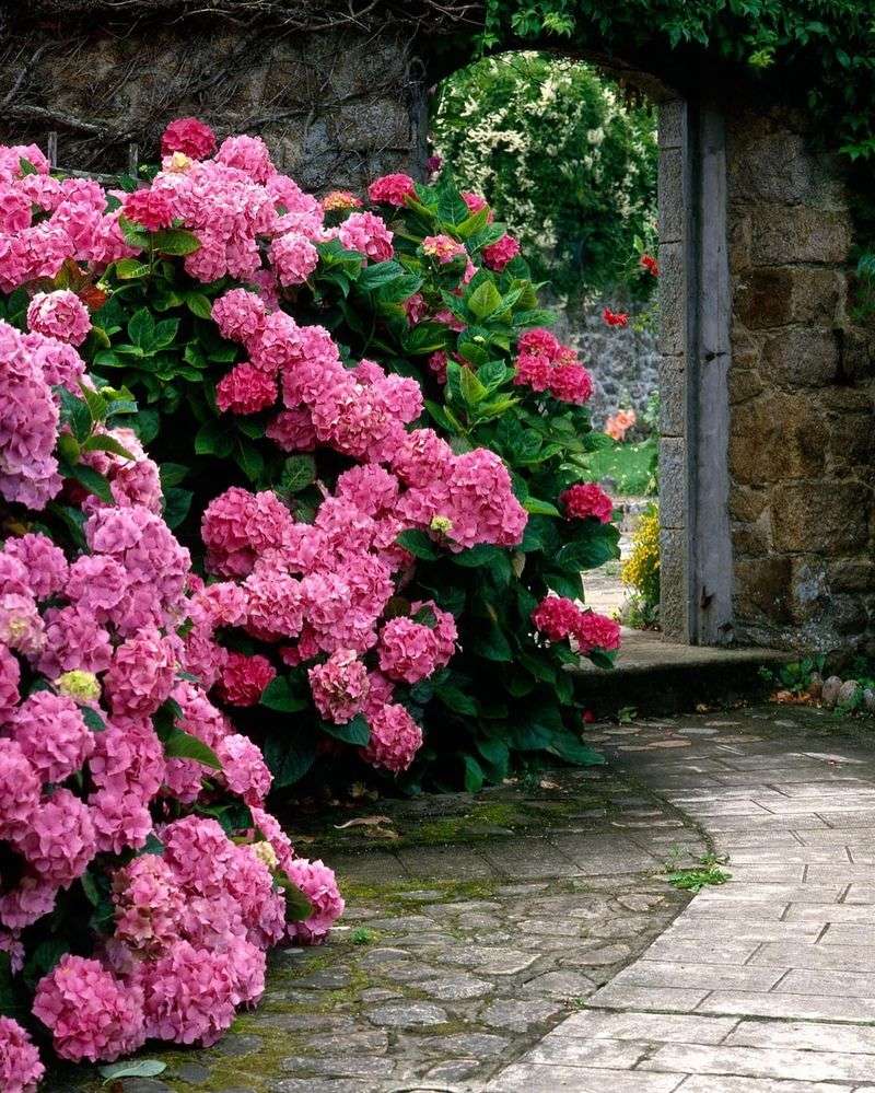 Hydrangeas Are Too Fussy For Novice Gardeners