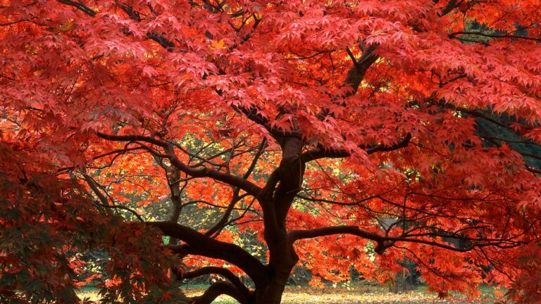 Japanese Maple