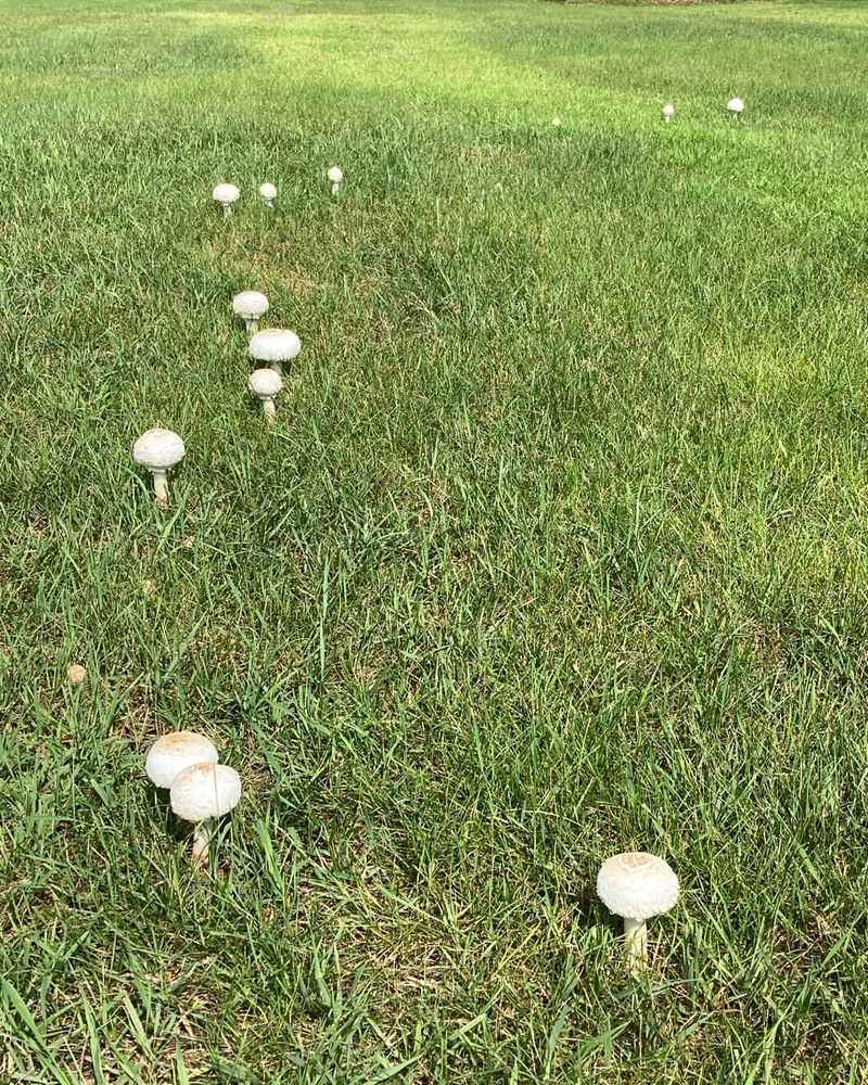 Your Yard Has Fairy Rings