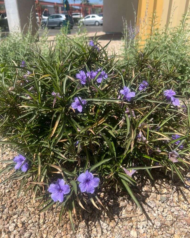 Mexican Petunia