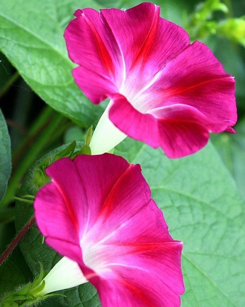 Morning Glory
