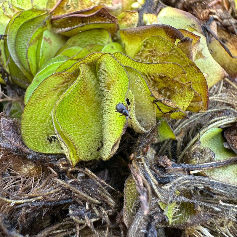 Giant Salvinia (Salvinia molesta)