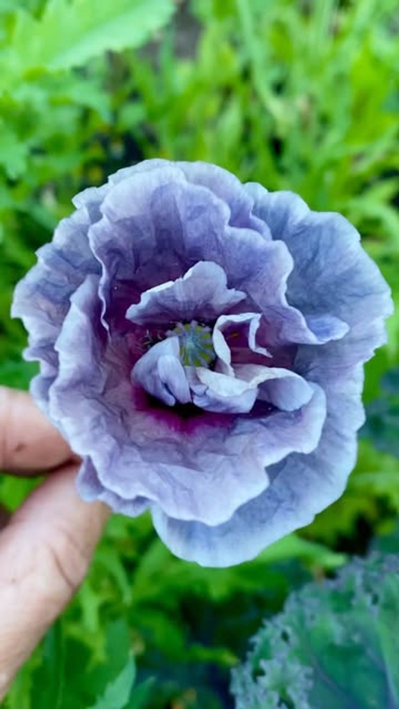 Certain Poppy Varieties