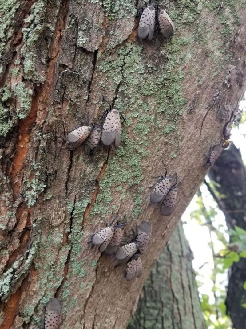 Silver Maple Menace