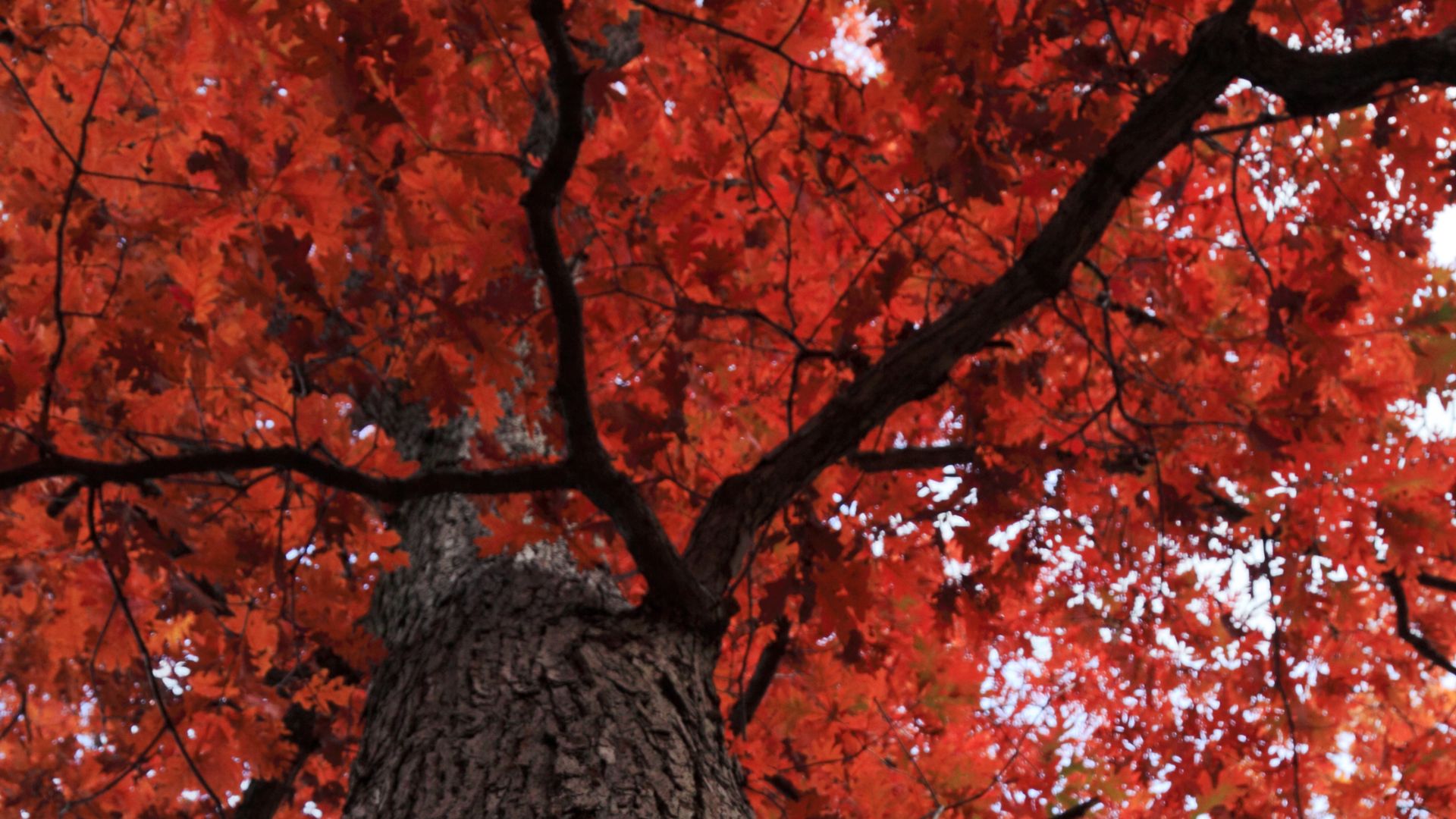 Red Oak
