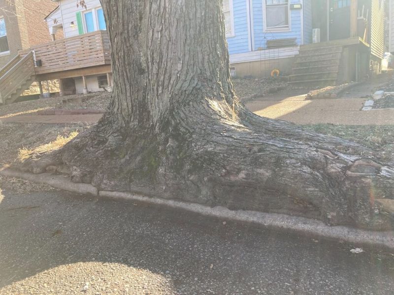 Silver Maple Mayhem