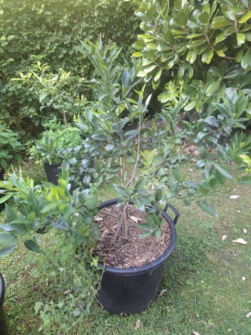 Potted Dwarf Citrus As Movable Canopy