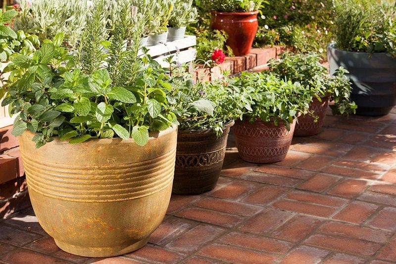 Container Gardens On Patios