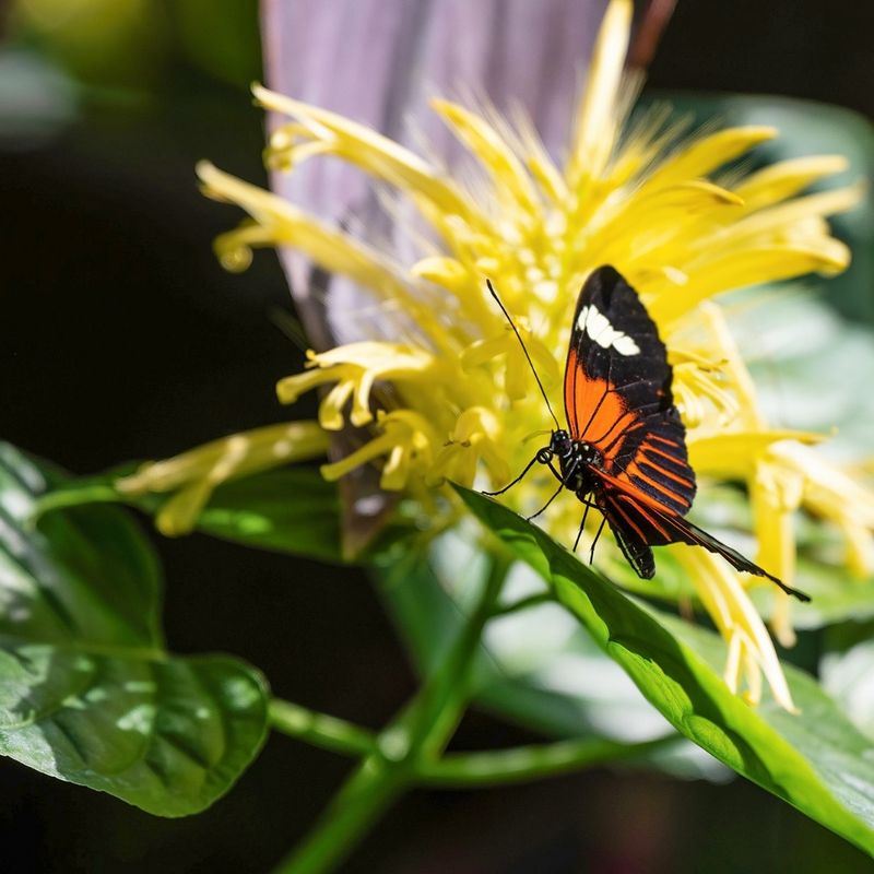 Butterfly Forest Experience