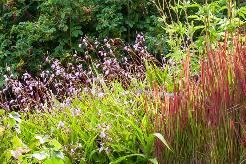 Chinese Medicinal Herb Garden Highlights Ancient Healing