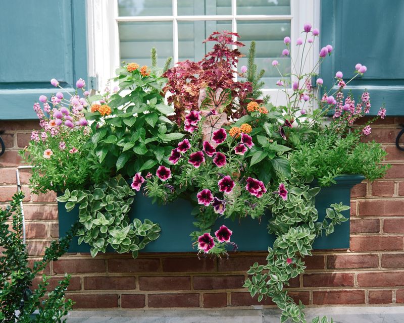 Native Wildflower Window Box