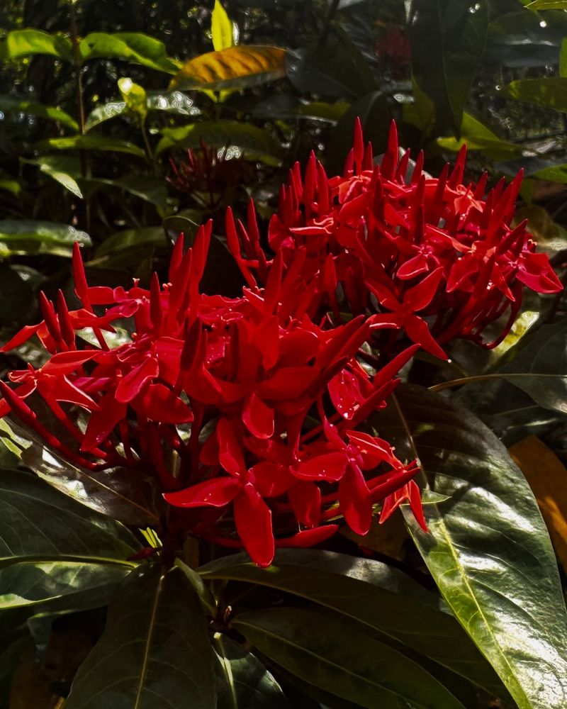 Vibrant Ixora