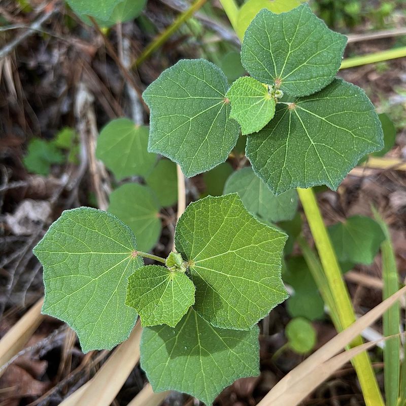Caesar Weed: The Hitchhiker Plant