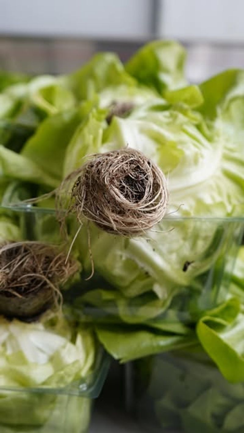 Living Lettuce Heads