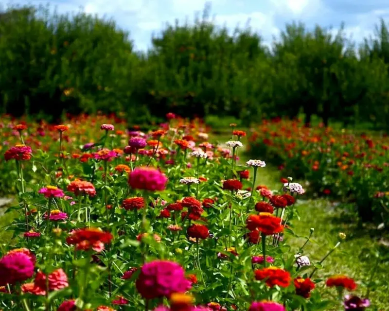 Woodstock's Artistic Wildflower Tapestry