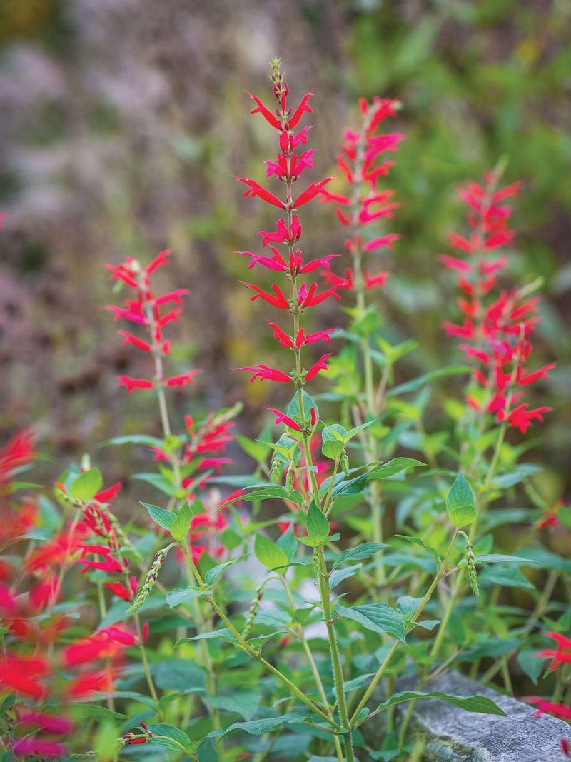 Pineapple Sage's Late-Season Surprise