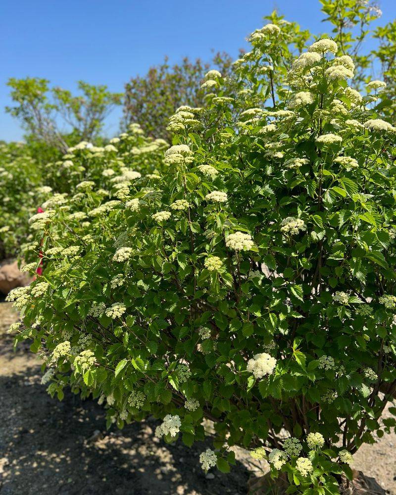 Arrowwood Viburnum (Viburnum dentatum)