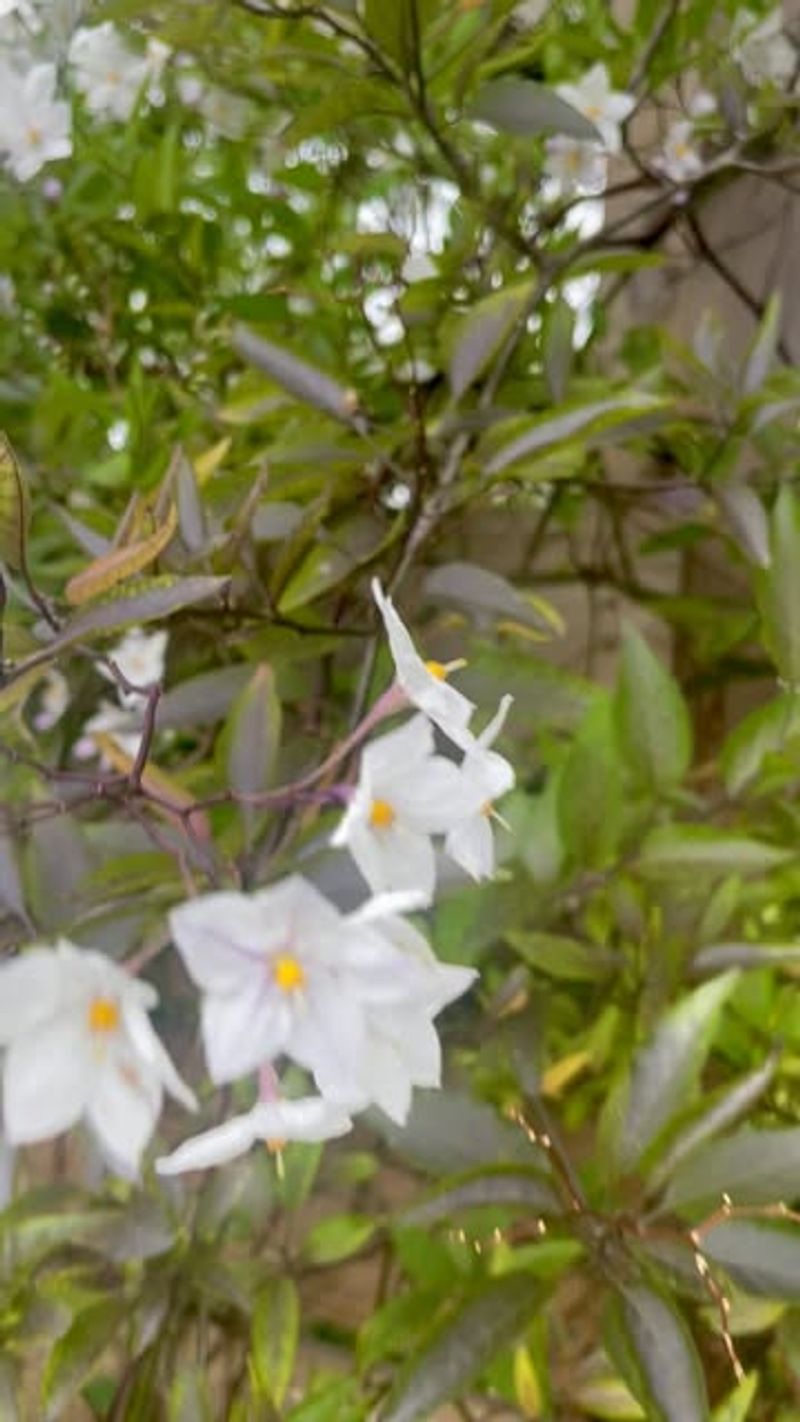 Potato Vine