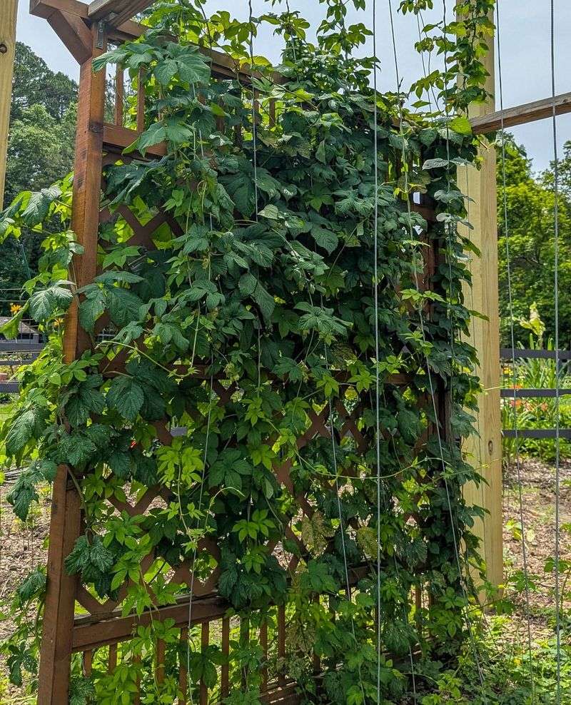 Hops
