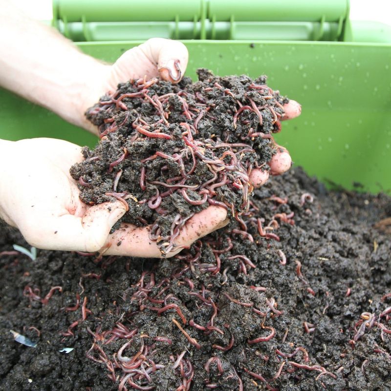 Set Up A Worm Bin Under Your Sink