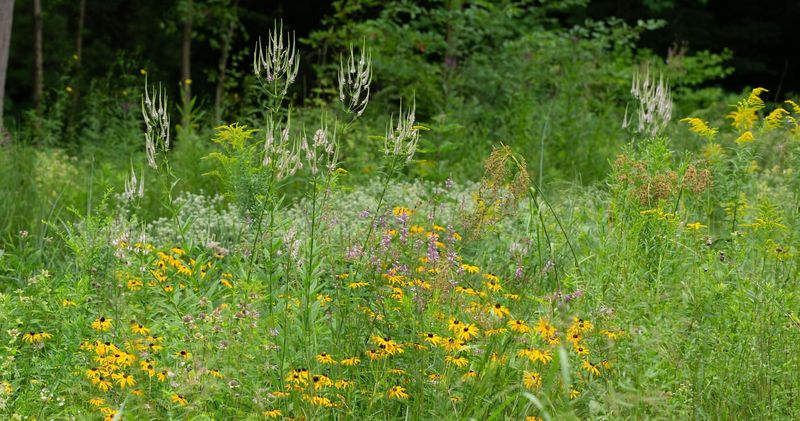 Apply For Conservation Programs
