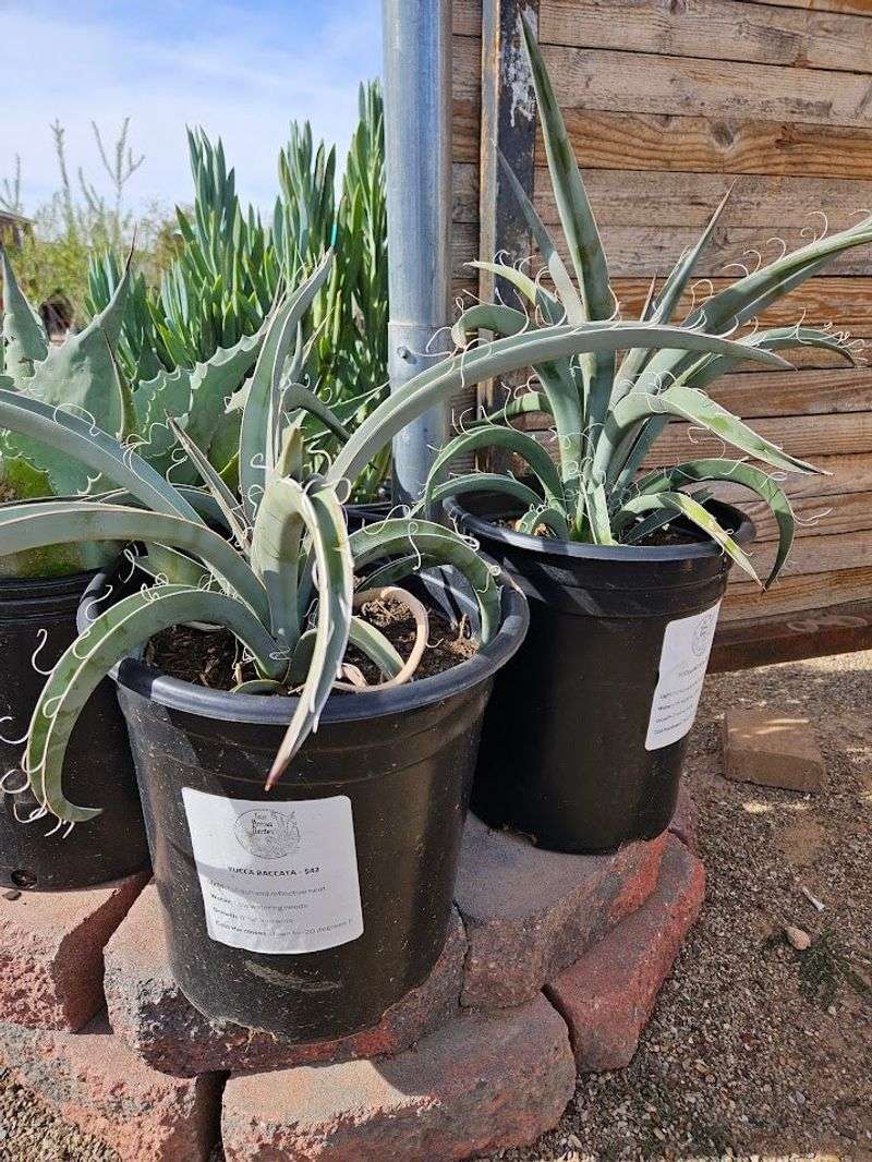 Yucca: Desert Beacons For Bat Pollinators