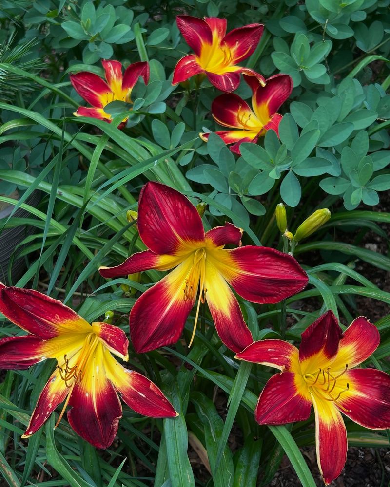 Planting Daylilies For Seasonal Continuity