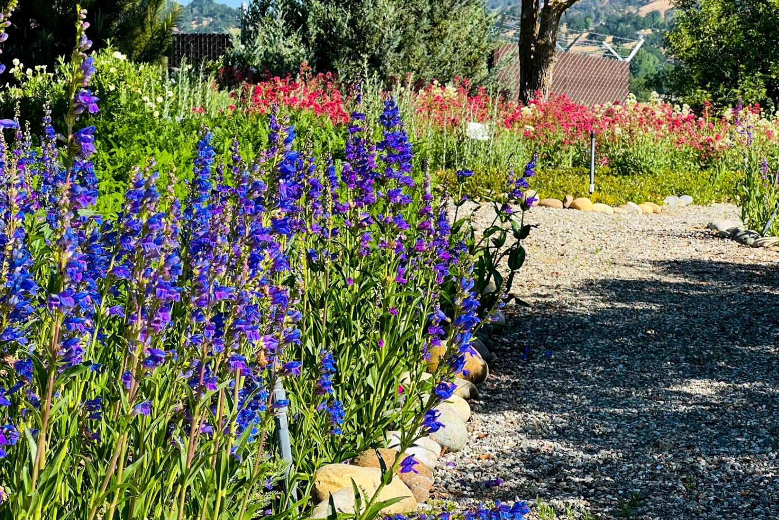 penstemons