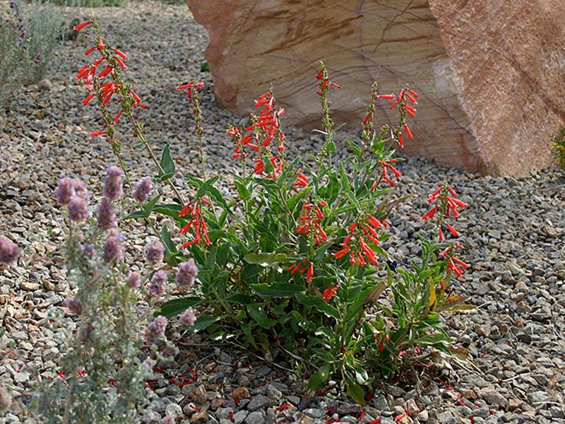 Desert Wash Meadow