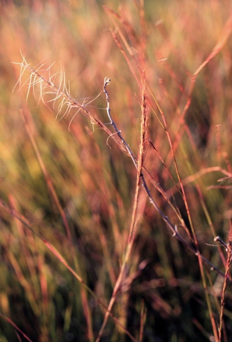 Prairie Threeawn (Aristida oligantha)