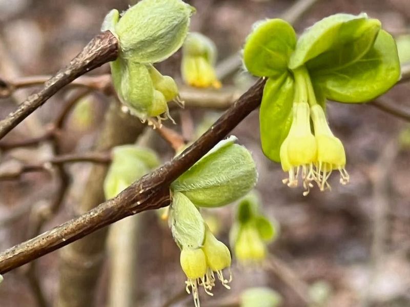 American Sycamore