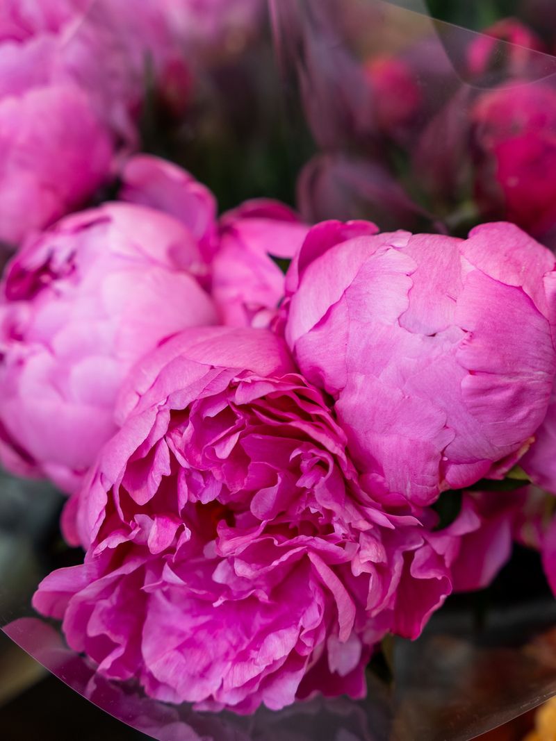 Peonies