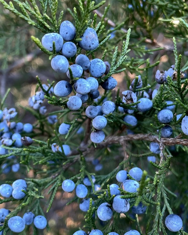 Eastern Red Cedar As Shelter And Berry Provider