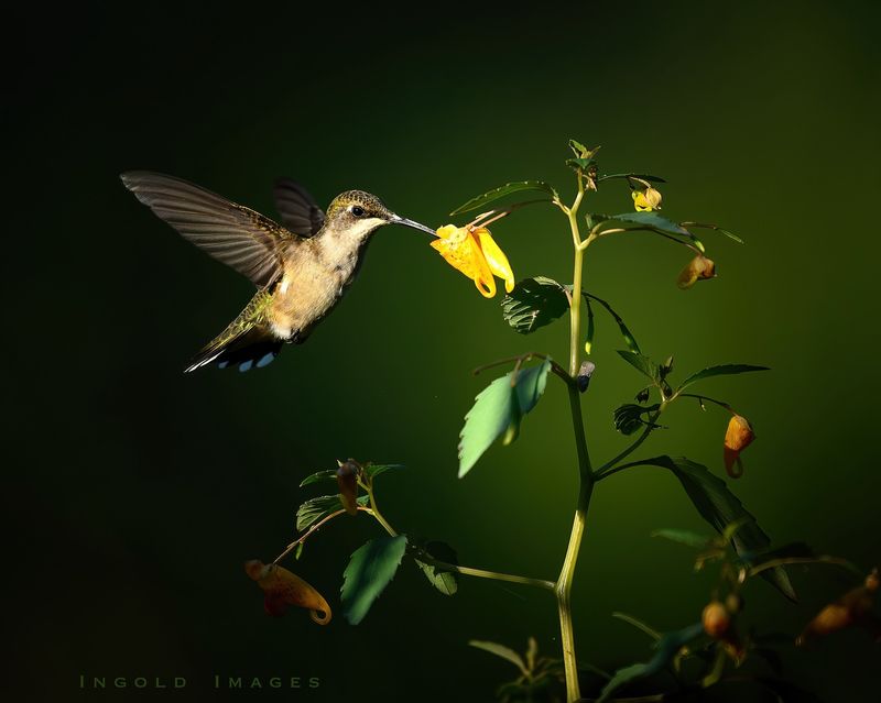 Jewelweed's Woodland Secret