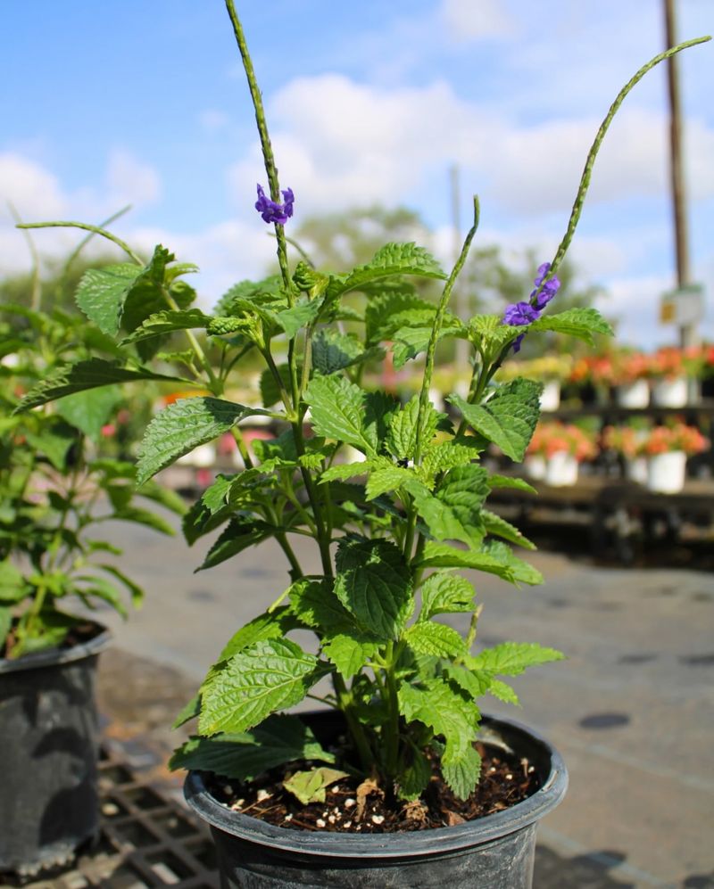 Blue Porterweed
