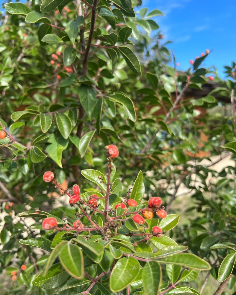 Evergreen Sumac (Rhus virens)