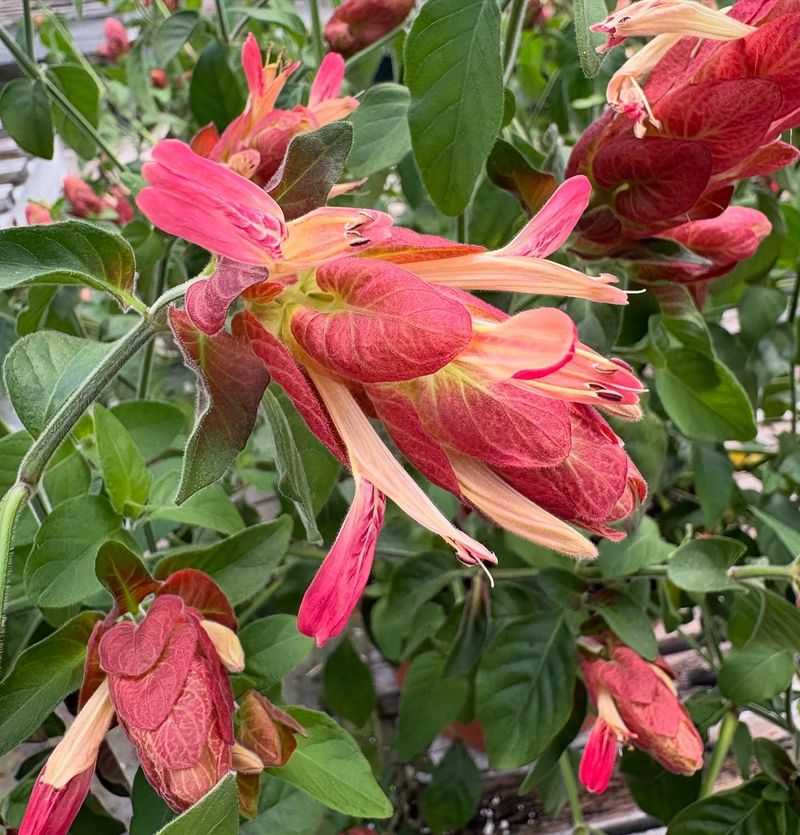 Shrimp Plant