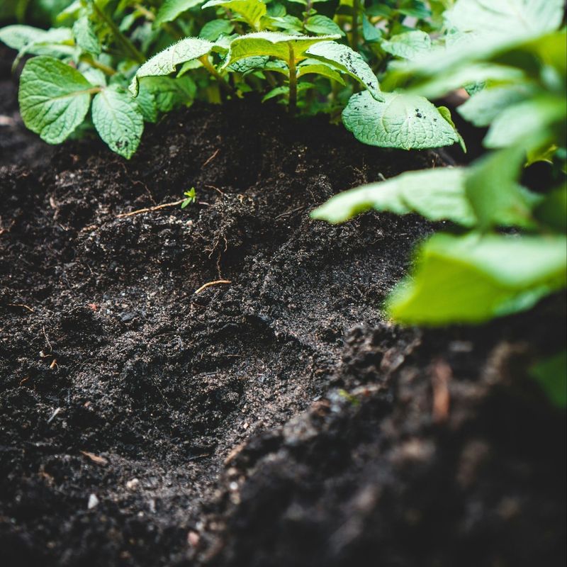 Test Soil Moisture