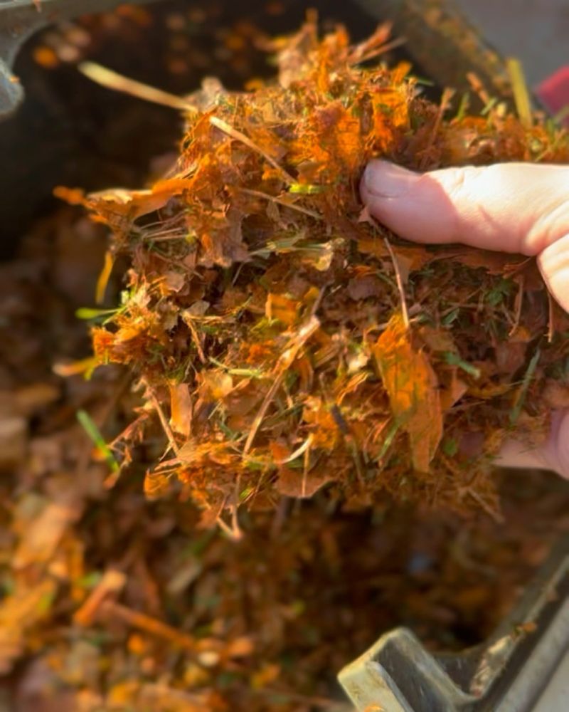 Make Nutrient-Rich Leaf Mold