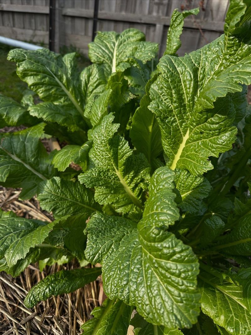 Mustard Greens