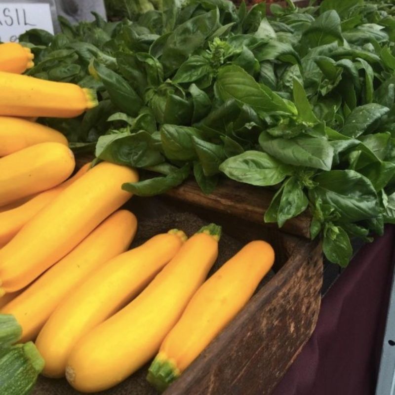 Summer Squash