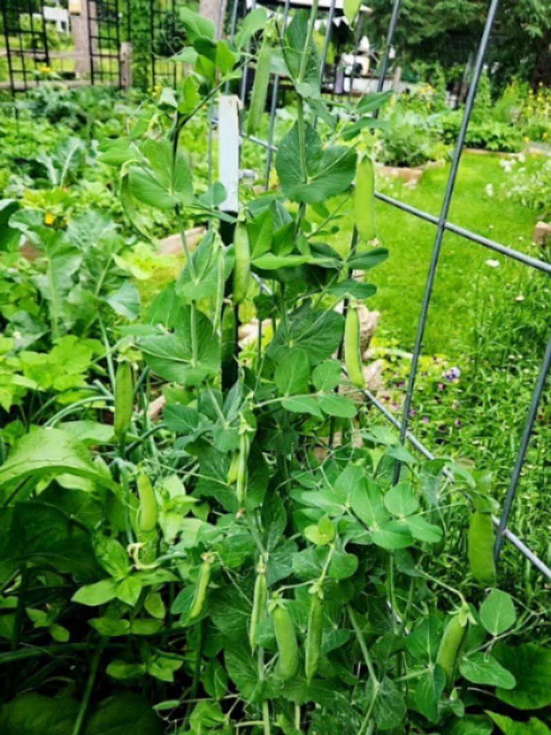 Sugar Snap Peas