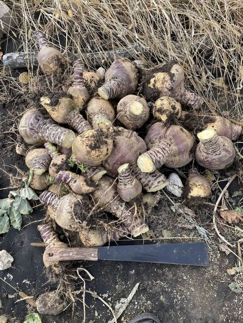 Rutabagas